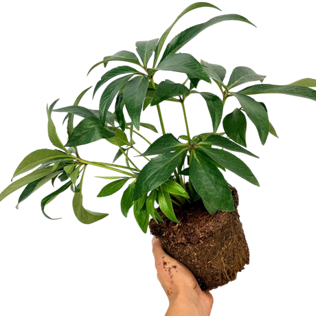 1 Large Plant - Hellebore Argutifolius, Ready to Plant in Your Garden, 2L Pot - Frankton's
