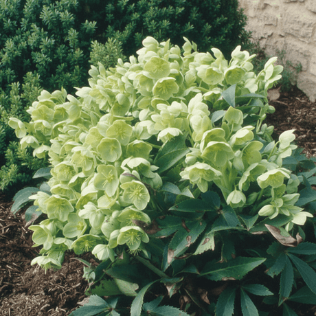 1 Large Plant - Hellebore Argutifolius, Ready to Plant in Your Garden, 2L Pot - Frankton's