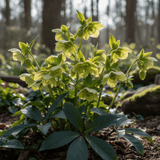 1 Large Plant - Hellebore Foetidus, Ready to Plant in Your Garden, 2L Pot - Frankton's