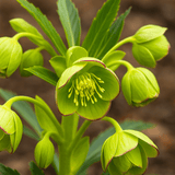 1 Large Plant - Hellebore Foetidus, Ready to Plant in Your Garden, 2L Pot - Frankton's