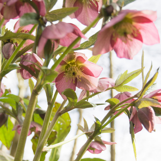 1 Large Plant - Hellebore Pink Beauty, Ready to Plant in Your Garden, 2L Pot - Frankton's