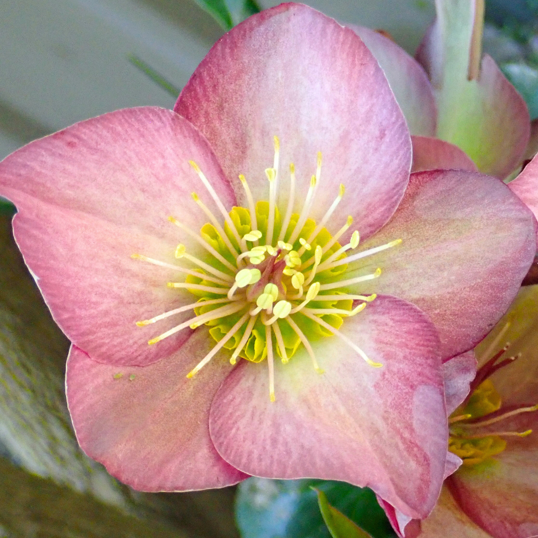 1 Large Plant - Hellebore Pink Beauty, Ready to Plant in Your Garden, 2L Pot - Frankton's