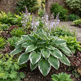 1 Large Plant - Hosta Patriot, Ready to Plant in Your Garden, 2L Pot - Frankton's