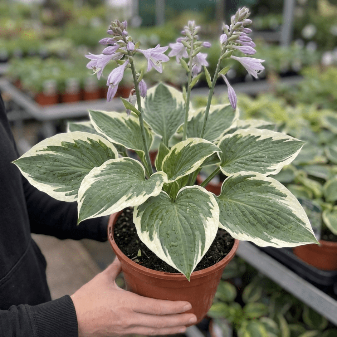 1 Large Plant - Hosta Patriot, Ready to Plant in Your Garden, 2L Pot - Frankton's