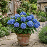 1 Large Plant - Hydrangea Blue, Ready to Plant in Your Garden, 2L Pot - Frankton's