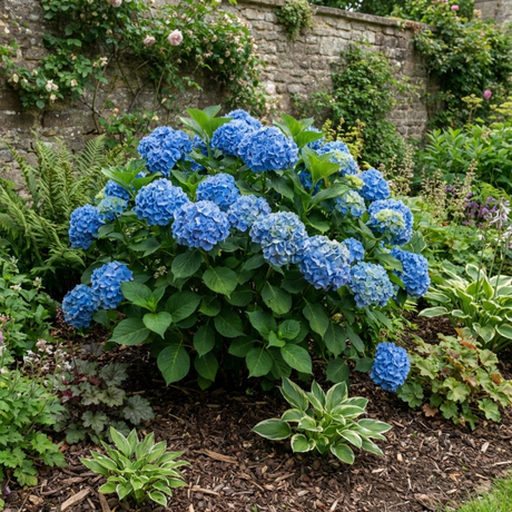 1 Large Plant - Hydrangea Blue, Ready to Plant in Your Garden, 2L Pot - Frankton's