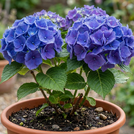 1 Large Plant - Hydrangea Blue, Ready to Plant in Your Garden, 2L Pot - Frankton's
