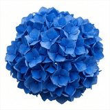 1 Large Plant - Hydrangea Blue, Ready to Plant in Your Garden, 2L Pot - Frankton's