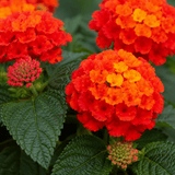 1 Large Plant - Lantana Bandolista Chilli, Ready to Plant in Your Garden, 2L Pot - Frankton's