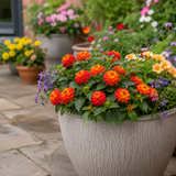 1 Large Plant - Lantana Bandolista Chilli, Ready to Plant in Your Garden, 2L Pot - Frankton's