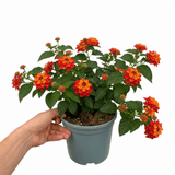 1 Large Plant - Lantana Bandolista Chilli, Ready to Plant in Your Garden, 2L Pot - Frankton's