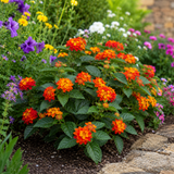 1 Large Plant - Lantana Bandolista Chilli, Ready to Plant in Your Garden, 2L Pot - Frankton's