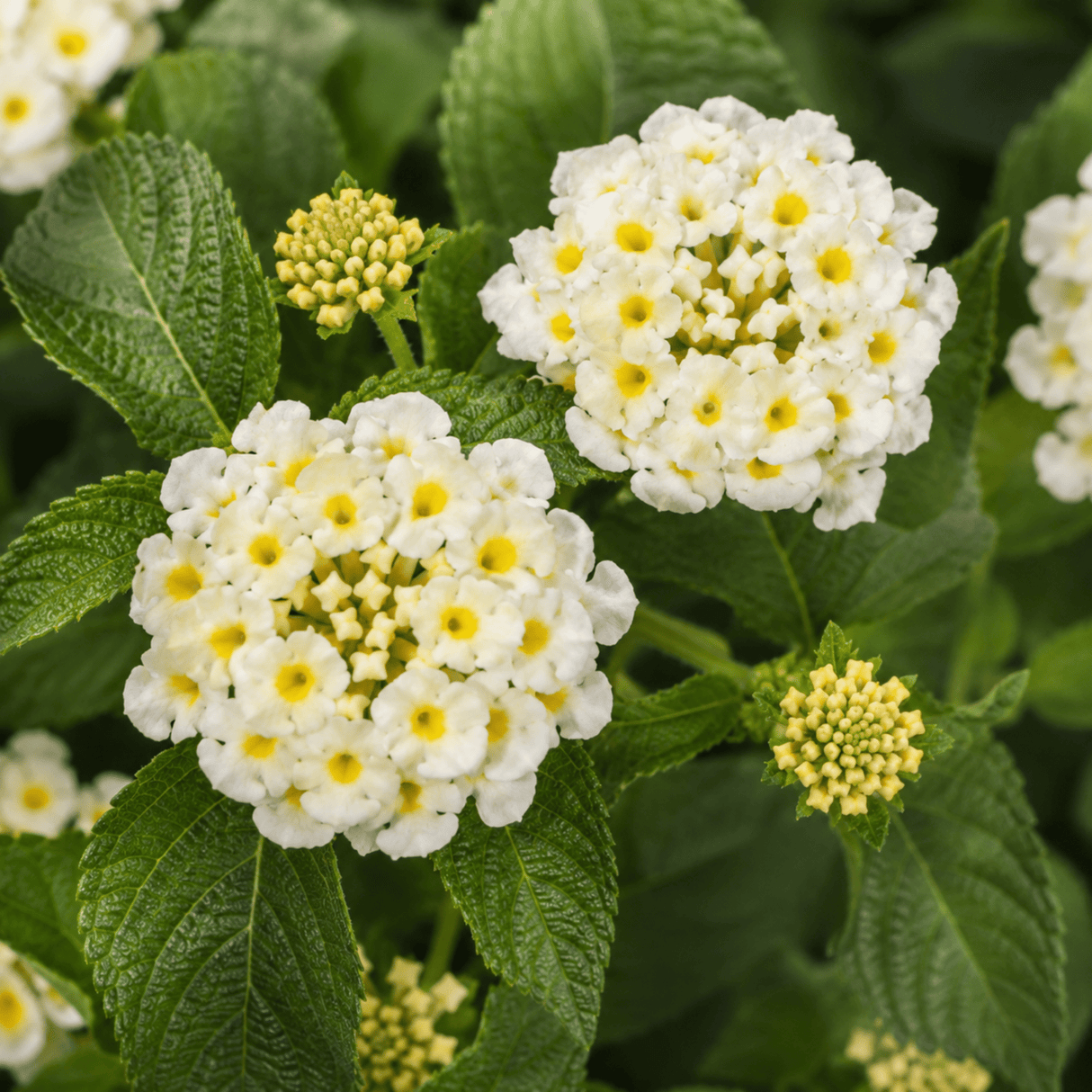 1 Large Plant - Lantana Bandolista Coconut, Ready to Plant in Your Garden, 2L - Frankton's