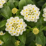 1 Large Plant - Lantana Bandolista Coconut, Ready to Plant in Your Garden, 2L - Frankton's