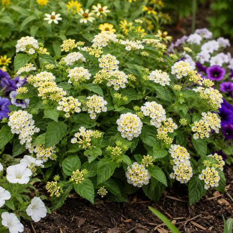 1 Large Plant - Lantana Bandolista Coconut, Ready to Plant in Your Garden, 2L - Frankton's