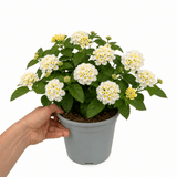 1 Large Plant - Lantana Bandolista Coconut, Ready to Plant in Your Garden, 2L - Frankton's