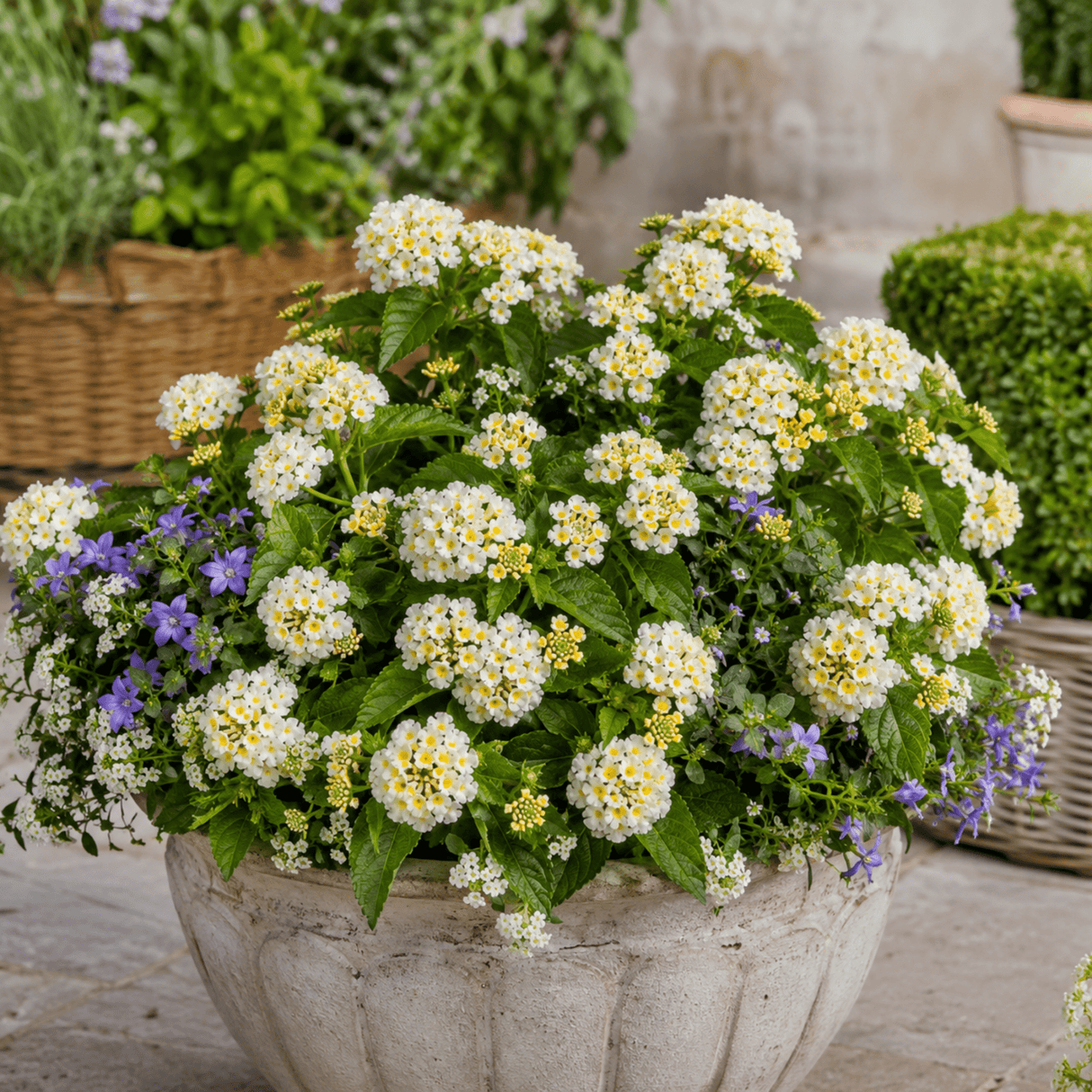 1 Large Plant - Lantana Bandolista Coconut, Ready to Plant in Your Garden, 2L - Frankton's