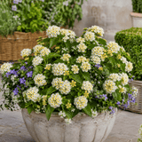1 Large Plant - Lantana Bandolista Coconut, Ready to Plant in Your Garden, 2L - Frankton's