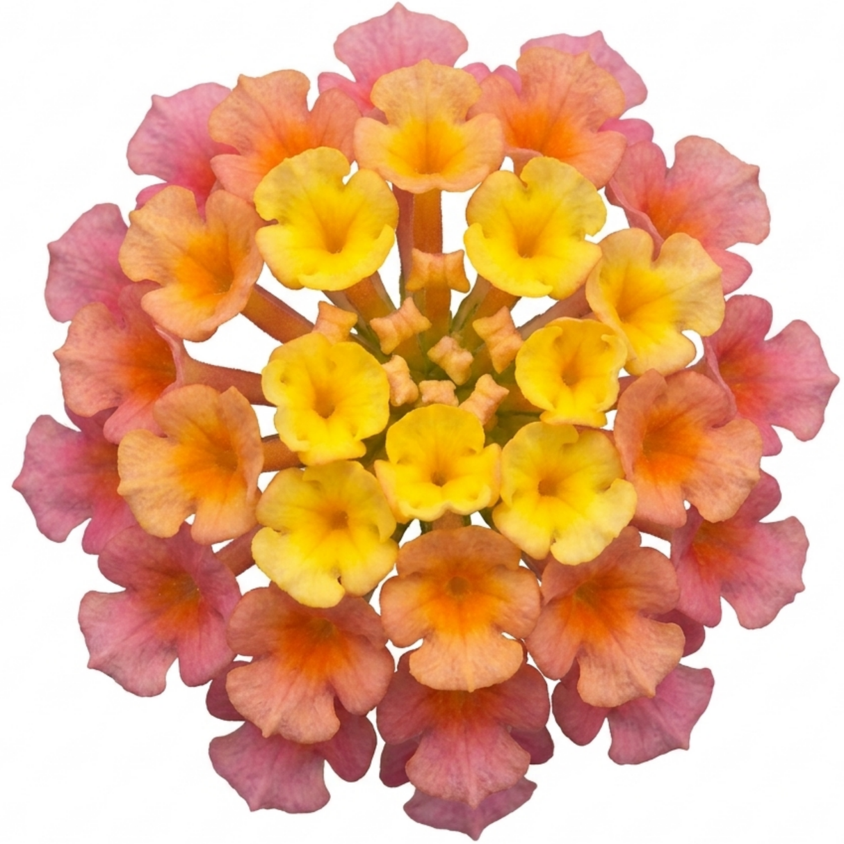 1 Large Plant - Lantana Bandolista Mango, Ready to Plant in Your Garden, 2L Pot - Frankton's