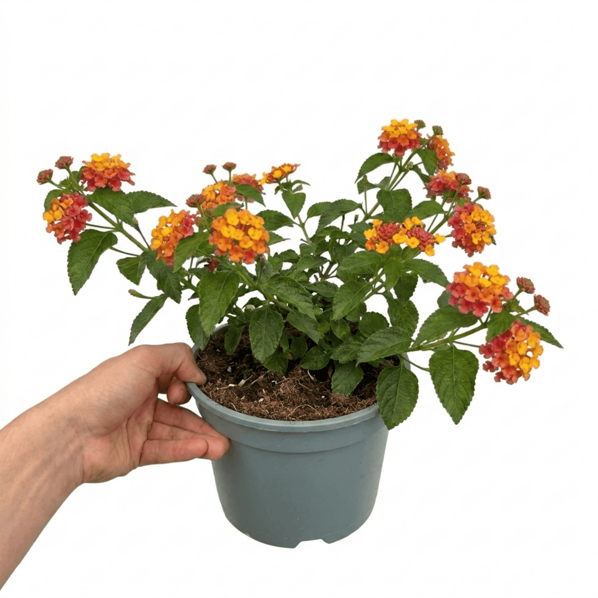 1 Large Plant - Lantana Bandolista Mango, Ready to Plant in Your Garden, 2L Pot - Frankton's