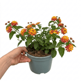1 Large Plant - Lantana Bandolista Mango, Ready to Plant in Your Garden, 2L Pot - Frankton's