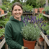 1 Large Plant - Lavender Hidcote Dark Blue, Outdoor Garden Ready, 2L Pot - Frankton's