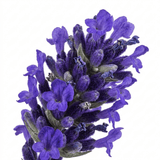 1 Large Plant - Lavender Hidcote Dark Blue, Outdoor Garden Ready, 2L Pot - Frankton's