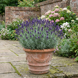 1 Large Plant - Lavender Hidcote Dark Blue, Outdoor Garden Ready, 2L Pot - Frankton's