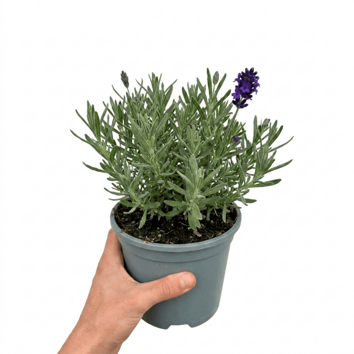 1 Large Plant - Lavender Hidcote Dark Blue, Outdoor Garden Ready, 2L Pot - Frankton's