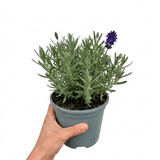 1 Large Plant - Lavender Hidcote Dark Blue, Outdoor Garden Ready, 2L Pot - Frankton's