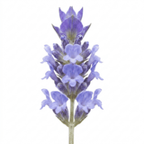 1 Large Plant - Lavender Hidcote Light Blue, Outdoor Garden Ready, 2L Pot - Frankton's