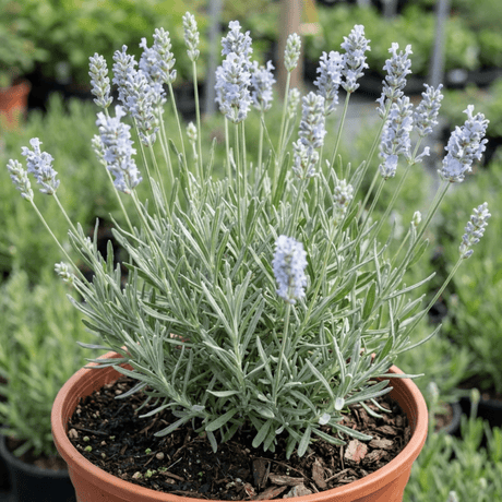 1 Large Plant - Lavender Hidcote Light Blue, Outdoor Garden Ready, 2L Pot - Frankton's