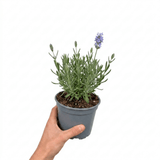 1 Large Plant - Lavender Hidcote Light Blue, Outdoor Garden Ready, 2L Pot - Frankton's