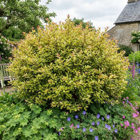 1 Large Plant – Lophomyrtus ‘Golden Dragon’, Ready to Plant in Your Garden - Frankton's