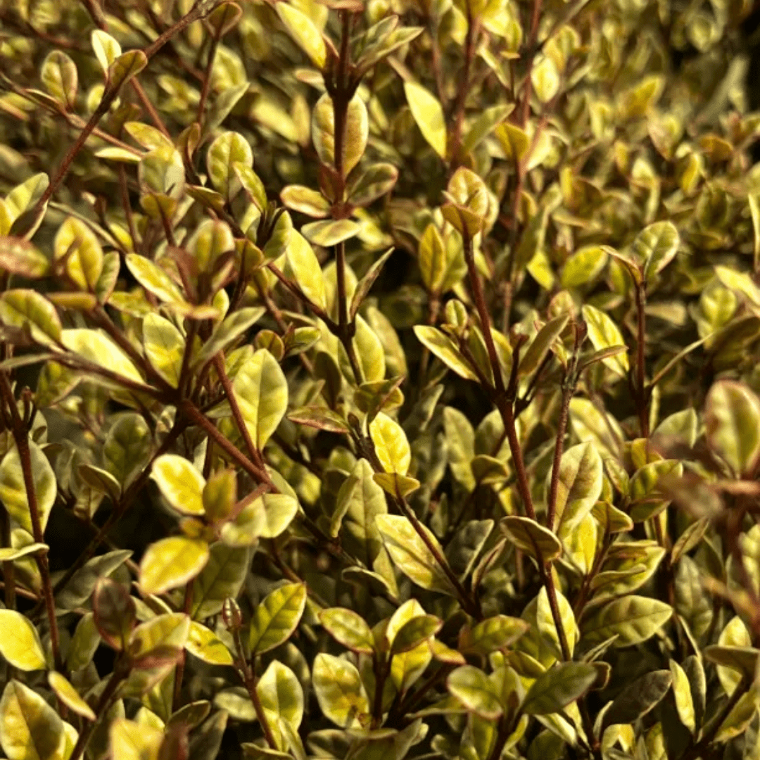 1 Large Plant – Lophomyrtus ‘Golden Dragon’, Ready to Plant in Your Garden - Frankton's