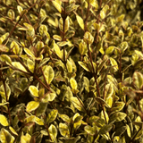 1 Large Plant – Lophomyrtus ‘Golden Dragon’, Ready to Plant in Your Garden - Frankton's