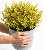 1 Large Plant – Lophomyrtus ‘Golden Dragon’, Ready to Plant in Your Garden - Frankton's