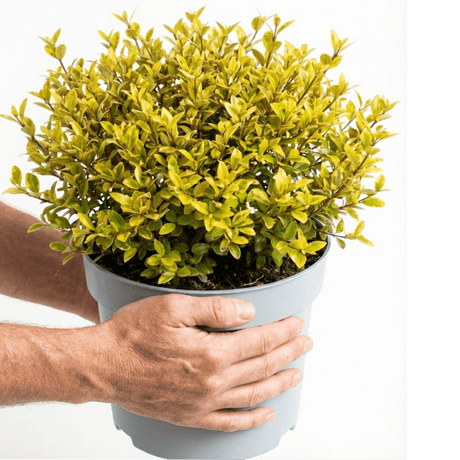 1 Large Plant – Lophomyrtus ‘Golden Dragon’, Ready to Plant in Your Garden - Frankton's