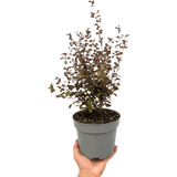 1 Large Plant – Lophomyrtus ‘Purpurea’, Ready to Plant in Your Garden - Frankton's