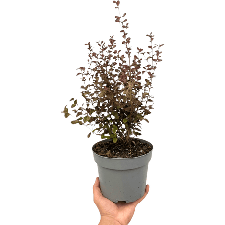 1 Large Plant – Lophomyrtus ‘Purpurea’, Ready to Plant in Your Garden - Frankton's