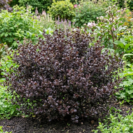 1 Large Plant – Lophomyrtus ‘Purpurea’, Ready to Plant in Your Garden - Frankton's