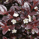 1 Large Plant – Lophomyrtus ‘Purpurea’, Ready to Plant in Your Garden - Frankton's