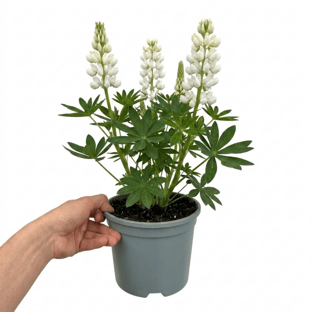 1 Large Plant - Lupin West Country Polar Princess, Outdoor Garden Ready, 3L Pot - Frankton's