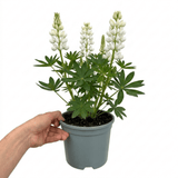 1 Large Plant - Lupin West Country Polar Princess, Outdoor Garden Ready, 3L Pot - Frankton's