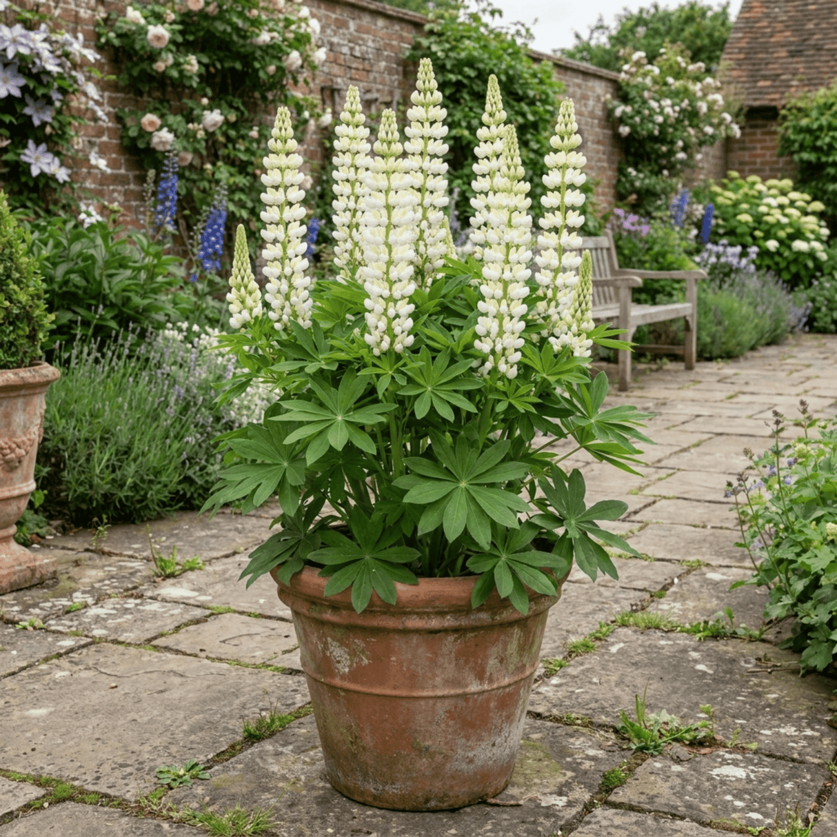 1 Large Plant - Lupin West Country Polar Princess, Outdoor Garden Ready, 3L Pot - Frankton's