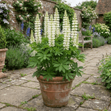 1 Large Plant - Lupin West Country Polar Princess, Outdoor Garden Ready, 3L Pot - Frankton's
