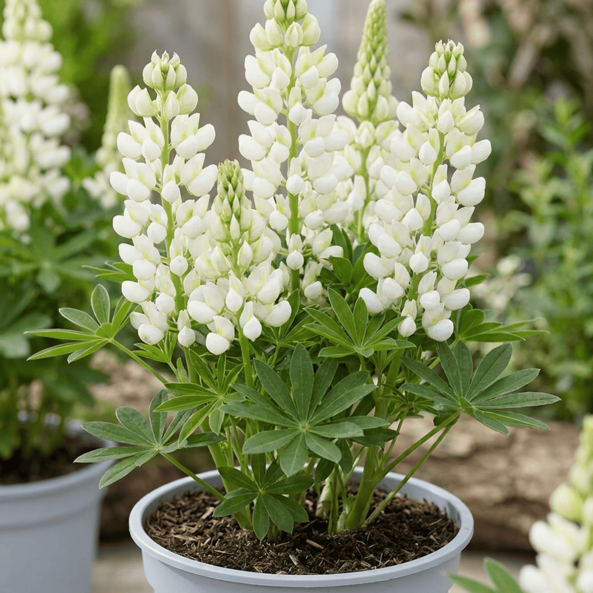 1 Large Plant - Lupin West Country Polar Princess, Outdoor Garden Ready, 3L Pot - Frankton's