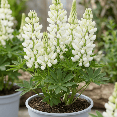 1 Large Plant - Lupin West Country Polar Princess, Outdoor Garden Ready, 3L Pot - Frankton's