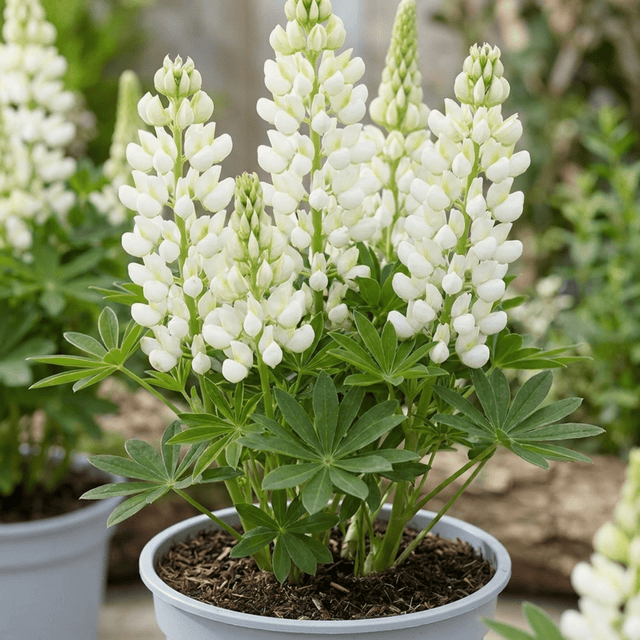 1 Large Plant - Lupin West Country Polar Princess, Outdoor Garden Ready, 3L Pot - Frankton's