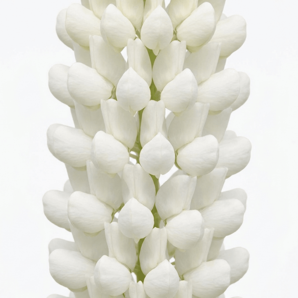 1 Large Plant - Lupin West Country Polar Princess, Outdoor Garden Ready, 3L Pot - Frankton's